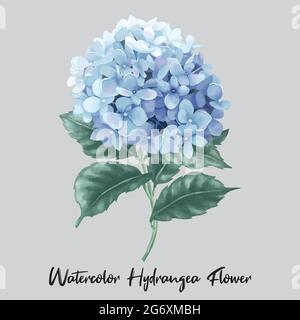 hortensia ou hortensia fleur d'illustration dans le style aquarelle Illustration de Vecteur