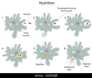 Diverses étapes impliquées dans la nutrition d'Amoeba Banque D'Images