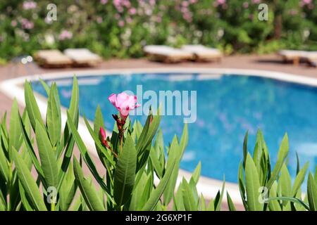 Vue à travers les fleurs des lauriers-roses sur la piscine et les chaises longues. Vacances en été Banque D'Images