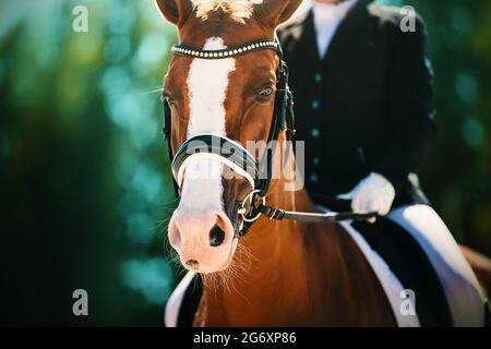 Portrait d'un beau cheval de l'ostréiculture avec un cavalier dans la selle un jour d'été ensoleillé sur fond de feuillage vert foncé d'arbres. Equestria Banque D'Images