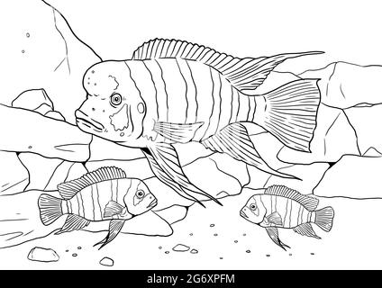 Aquarium avec Cyphotilapia frontosa pour la coloration. Modèles de poissons africains colorés. Livre de coloriage pour les enfants et les adultes. Banque D'Images