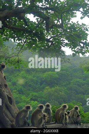 Langures/singes sur le chemin du Mont Abu, Rajasthan/Inde Banque D'Images