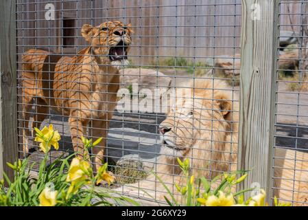 Les lions captifs du parc d'attractions Animal Adventure Park de Harpursville, NY attendent d'être nourris. Banque D'Images