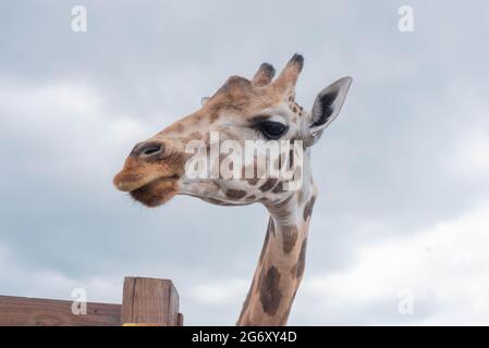 Johari, une girafe au parc d'aventure animale de Harpursville, NY attend la nourriture d'un visiteur. Banque D'Images