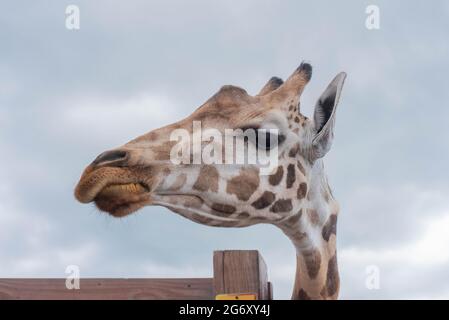 Johari, une girafe au parc d'aventure animale de Harpursville, NY attend la nourriture d'un visiteur. Banque D'Images