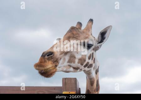 Johari, une girafe au parc d'aventure animale de Harpursville, NY attend la nourriture d'un visiteur. Banque D'Images