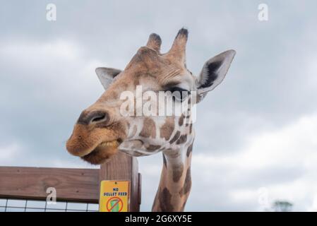 Johari, une girafe au parc d'aventure animale de Harpursville, NY attend la nourriture d'un visiteur. Banque D'Images