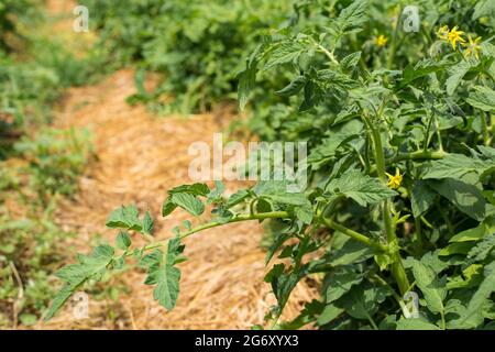 Plante florissante de tomate avec des fleurs, gros plan avec paillis sur fond. Banque D'Images