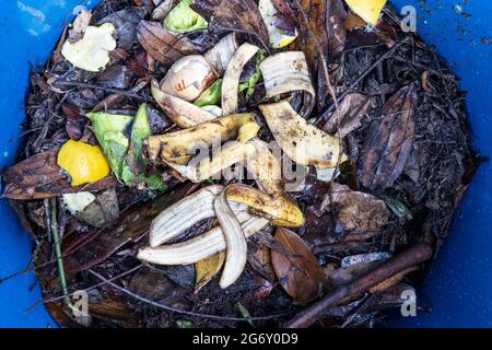 Pelure de banane ajoutée comme partie des ingrédients verts organiques dans le bac à compost. Bonne source d'engrais naturel Banque D'Images