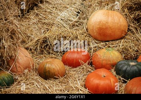 Pumpkins pile sur des piles de foin dans la rue de la ville, vacances festives décor rustique. Halloween décoration de fête extérieure. Joyeux halloween. Marché d'automne en ville Banque D'Images