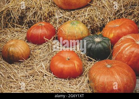 Pumpkins pile sur des piles de foin dans la rue de la ville, vacances festives décor rustique. Halloween décoration de fête extérieure. Joyeux halloween. Marché d'automne en ville Banque D'Images
