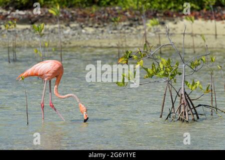 Flamants d'Amérique ou des Caraïbes (Phoenicopterus ruber) fourragent dans l'eau avec mangrove, Bonaire, Antilles néerlandaises. Banque D'Images