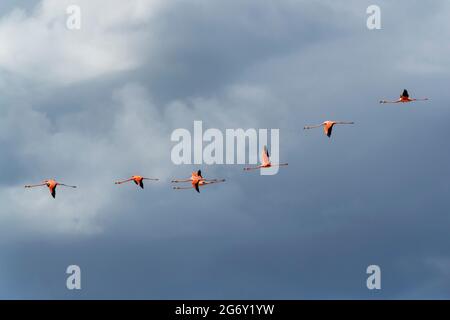 Groupe de flamants d'Amérique ou des Caraïbes (Phoenicopterus ruber) en vol, Bonaire, Antilles néerlandaises. Banque D'Images