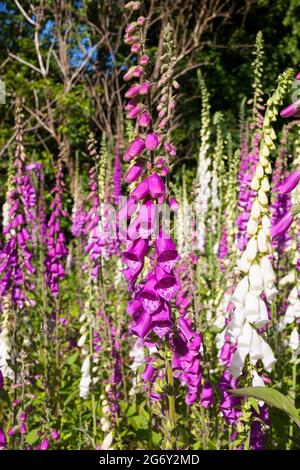 Digitalis purpurea - Foxgloves dans les bois. Banque D'Images