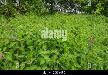 Les Nettles de la poussette commune (Urtica dioica) au printemps dans l'ouest du Sussex, Angleterre, Royaume-Uni. Banque D'Images