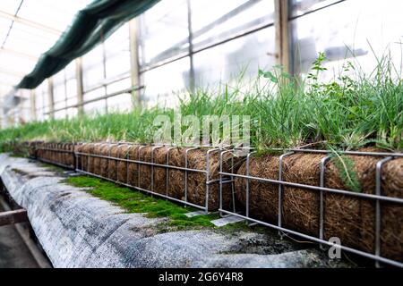 Plantes vertes et herbe poussant à travers le maillage de boîtes de gabion en fil de fer galvanisé rempli de terre, mur vivant vert, façade extérieure de jardin verticale Banque D'Images