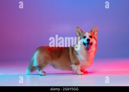 Studio photo de petit mignon, corgi élégant posant isolé sur fond violet studio dans la lumière de néon. Banque D'Images