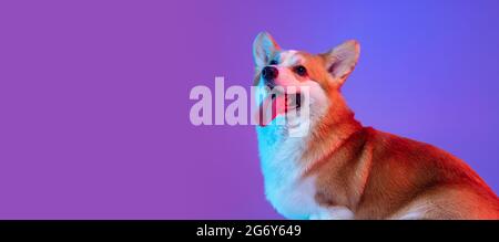 Prospectus avec portrait de chien de corgi drôle agréable posant isolé sur fond violet studio dans lumière rose néon. Banque D'Images