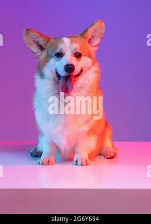 Portrait en gros plan de chien de corgi drôle et agréable posé isolé sur fond de studio violet avec lumière néon rose.