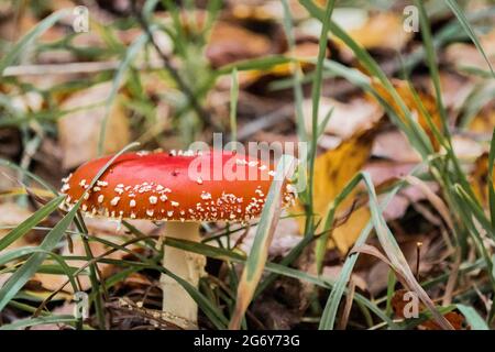 Une belle mouche rouge-orange agarique avec des taches blanches pousse dans l'herbe jaune-vert avec des feuilles d'automne dans le parc. Banque D'Images