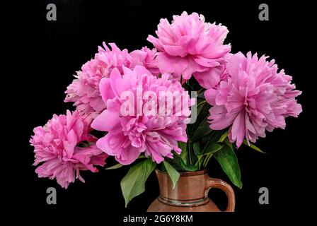 Bouquet de pivoines roses avec des feuilles vertes sur fond noir isolé. Motif floral naturel, beauté des fleurs douces Banque D'Images