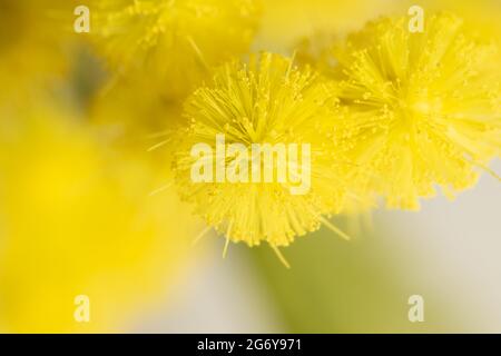 Mimosa fleurs acacia dealbata en fleur. Symbole de la journée internationale de la femme le 8 mars. Arrose argent ou bleu Banque D'Images