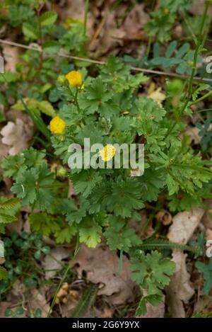 Feuilles texturées et fleurs jaunes de la plante de Ranunculus bulbosus Banque D'Images