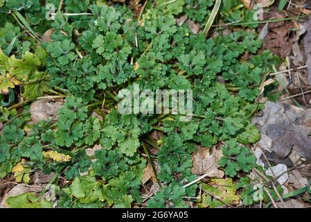 Feuilles texturées et fleurs jaunes de la plante de Ranunculus bulbosus Banque D'Images