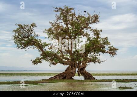 Aigle-poisson africain - Haliaeetus vocifer, beau grand oiseau de proie des bois africains, des lacs et des eaux libres, lac Ziway, Ethiopie. Banque D'Images