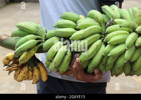 Grand bouquet de bananes tenu à la main qui a à la fois des fruits mûrs et non mûrs Banque D'Images