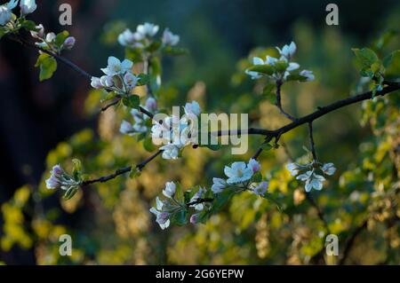 Cerises fleuries - brindilles Banque D'Images
