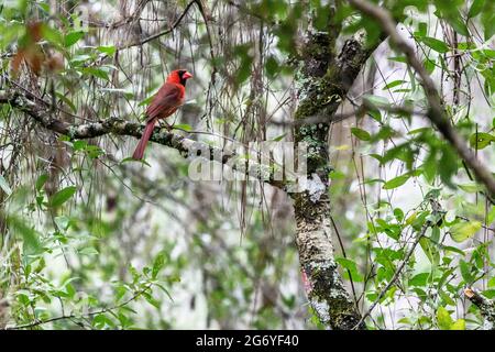 Cardinal du Nord (cardinalis cardinalis) dans une zone naturelle boisée, perchée sur un membre d'arbre. Parc de conservation de la laitue Lake, comté de Hillsborough, tamp, F Banque D'Images