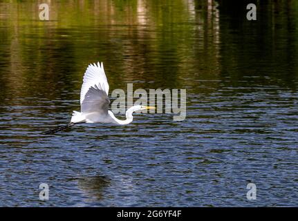 Grand Egret (Ardea alba) en vol juste au-dessus de l'eau, Venice Rookery, Venise, Floride Banque D'Images