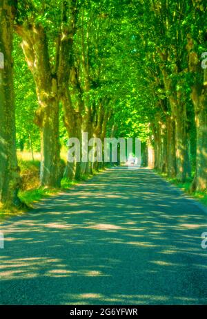 Europe, France, Provence, bordée d'arbres, route de campagne, Banque D'Images