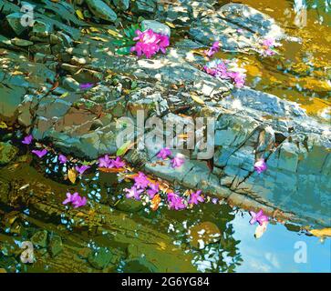 rhododendrons sur les rochers, arty, Banque D'Images