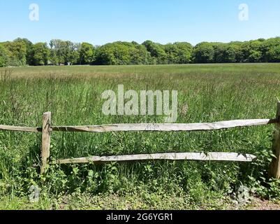 Champ vert avec de l'herbe ou des arbustes derrière une vieille clôture en bois Banque D'Images