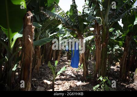 Banane Plantation, la plante du genre Musa et de la famille des Musaceae porte des fruits comestibles, les lots sont couverts de sacs en plastique bleu, Carmel Coast. Banque D'Images