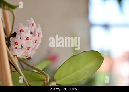 Fleur de porcelaine ou plante de cire ( Hoya carnosa) dans un jardin d'accueil par une belle journée d'été. Plante avec de belles fleurs roses Banque D'Images