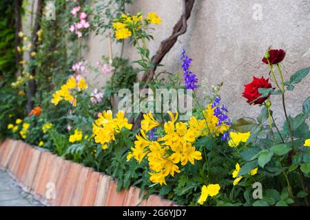 Différentes plantes à fleurs dans la cour. Coin jardin confortable. Banque D'Images