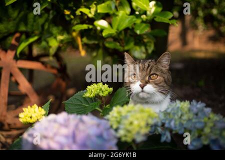 joli tabby blanc british shorthair chat derrière la plante en fleur d'hortensia en plein air dans le jardin Banque D'Images