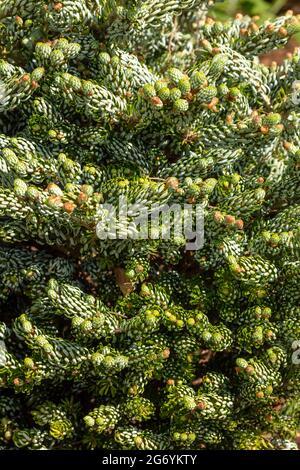 Intrigant Abies koreana 'Kohout's Ice Breaker', sapin coréen 'Kohout's Ice Breaker', portrait naturel des plantes Banque D'Images