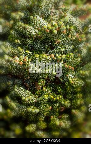 Intrigant Abies koreana 'Kohout's Ice Breaker', sapin coréen 'Kohout's Ice Breaker', portrait naturel des plantes Banque D'Images