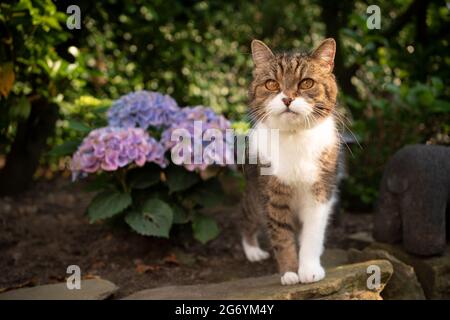 tabby blanc british shorthair chat debout à côté de la plante en fleur d'hortensia à l'extérieur dans la cour arrière Banque D'Images