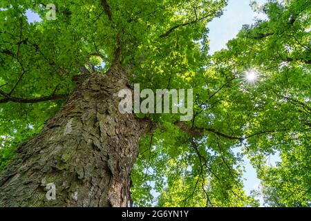 Tronc d'érable Sycamore avec branches, feuilles d'été vertes et rayons brillants du soleil. Vue de dessous. Acer pseudoplatanus. Banque D'Images