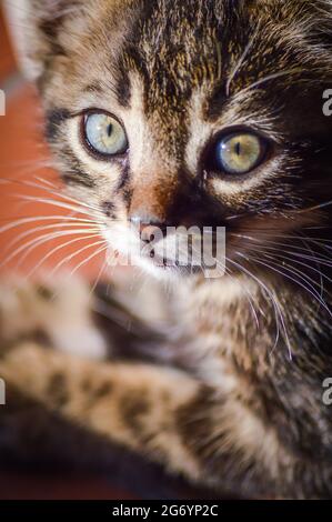 Très gros plan portrait d'un chaton gris rayé d'un mois avec des yeux bleus Banque D'Images