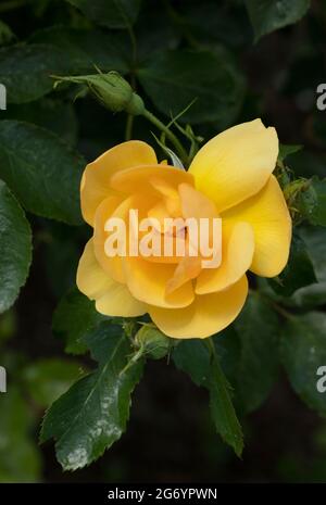 Belle Rosa Poetry in Motion (Harelan), rose Poetry in Motion, simple fleur gros plan portrait de fleur Banque D'Images