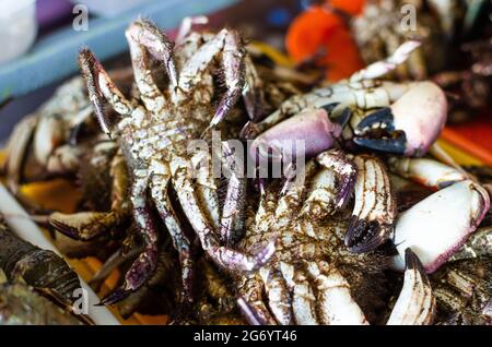 Grand groupe de crabes vivants de mer regroupés pour la vente au supermarché. Banque D'Images