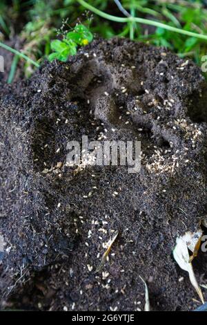 Les fourmis nichent et les œufs dans le bac à compost, royaume-uni Banque D'Images