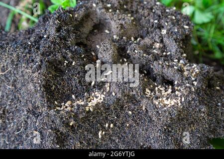 Les fourmis nichent et les œufs dans le bac à compost, royaume-uni Banque D'Images