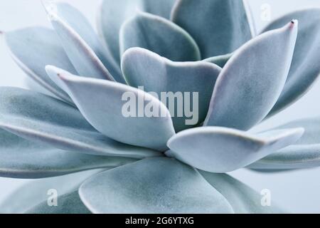 Bleu succulent avec des feuilles épaisses et drôles, gros plan.Echeveria Lilacina Banque D'Images